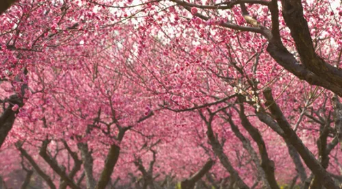 种了一年的桃树如何修剪 修剪方法是什么_植物百科知识