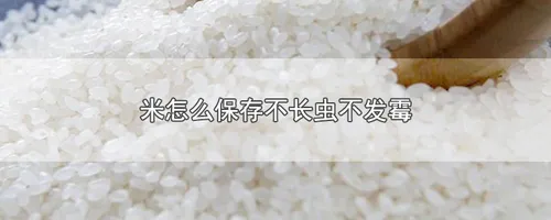 米怎么保存不长虫不发霉