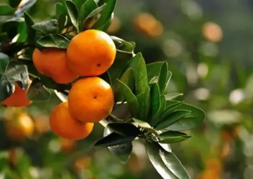 柑橘抗寒防冻技术要点 柑橘养殖方法总结_植物百科知识
