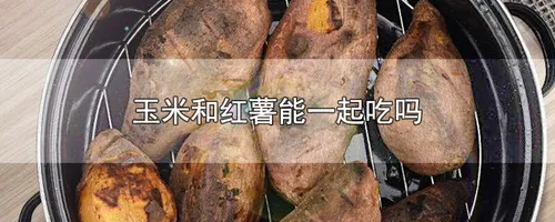 玉米和红薯能一起吃吗