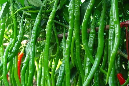 辣椒种子催芽方法是什么 苗期如何管理_植物百科知识