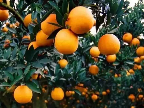 柑橘全年施肥时间表 柑橘养殖技巧总结_植物百科知识