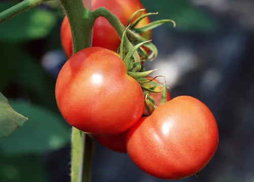 番茄不宜多次分苗的原因是什么 养殖注意事项是什么_植物百科知识
