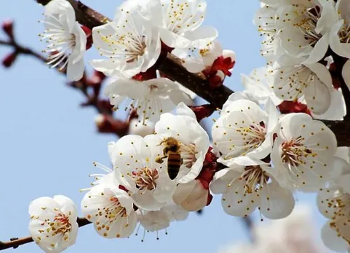 杏树的花期管理技术要点 杏树应该怎么养殖_植物百科知识