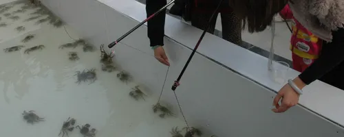 怎么钓螃蟹的方法