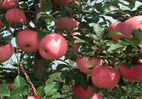 什么是苹果春梢停长 如何判断苹果春梢是否停长_植物百科知识
