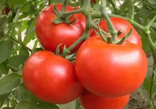 温室春番茄种植的要点 番茄怎么高产养护_植物百科知识