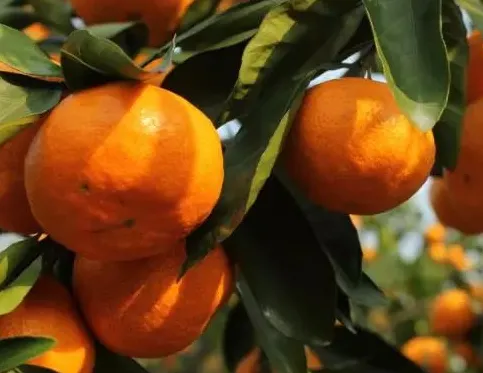 新栽柑橘幼苗怎么施肥 施肥中应该注意什么_植物百科知识