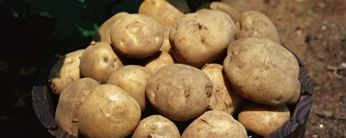 夏天土豆怎么储存不生芽