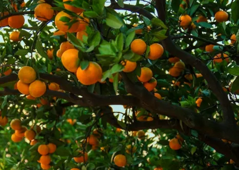 怎样能帮柑橘增加甜味 柑橘增甜的方法有哪些_植物百科知识
