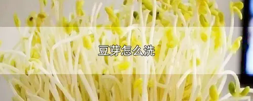 豆芽怎么洗