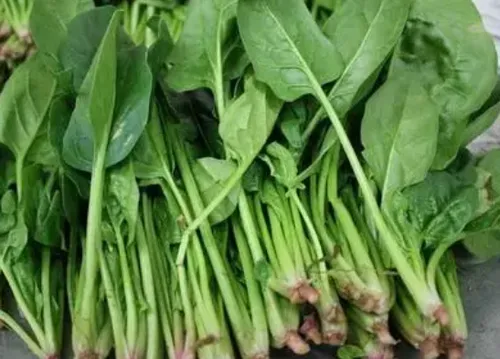 怎样种好越冬菠菜 菠菜怎么养殖管理_植物百科知识