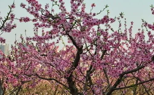 院里种桃树的风水含义是什么 如何在院子里种桃树