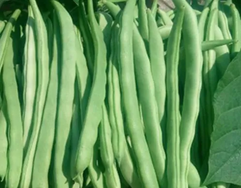 冬春茬菜豆如何摘叶摘心能早上市 如何有效高产管理_植物百科知识