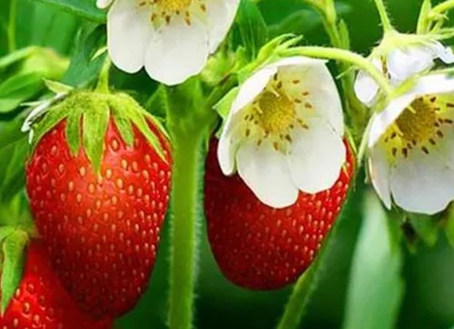 草莓冻害怎么预防 防治措施有哪些_植物百科知识