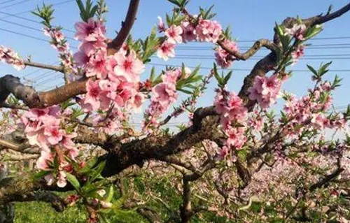 夏季桃树如何修剪 关键措施有哪些_植物百科知识