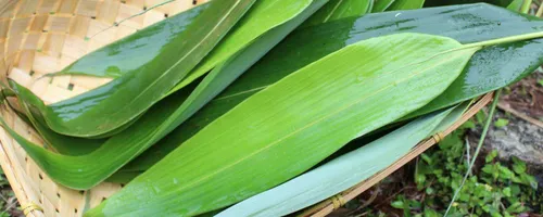 粽叶可以放冰箱冷冻吗