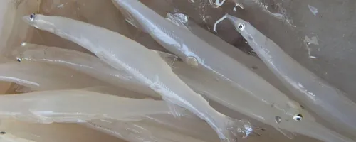 为什么鲜银鱼要焯水