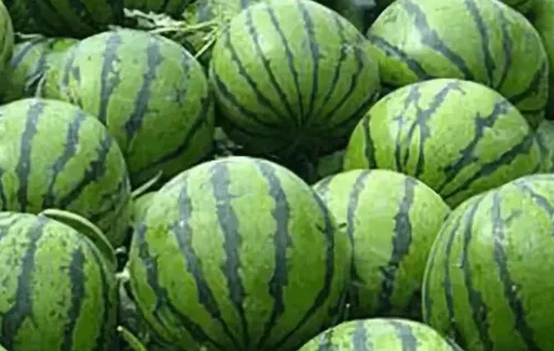 西瓜苗期应该用什么肥料 有哪些注意事项_植物百科知识