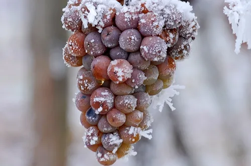葡萄冬季防寒措施有哪些 需要注意些什么_植物百科知识