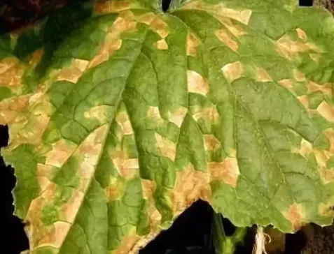 冬季种植蔬菜的四大病害是什么 如何进行防治_植物百科知识