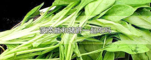 菠菜能和猪肝一起吃吗