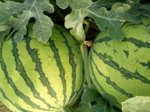 早佳8424露地栽培方法是什么 如何进行种植管理_植物百科知识