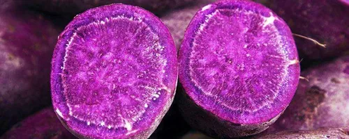 紫薯刚发芽了还能吃吗