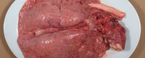 吃猪肺对人体有害吗
