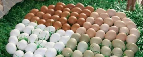 如何检验鸡蛋是否坏了