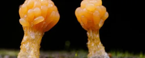 黏菌可以吃吗