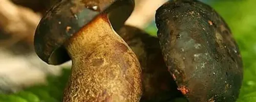 黑牛肝菌有毒吗