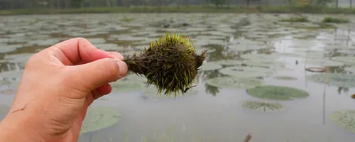 鸡头果能天天吃吗