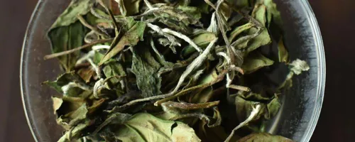 白茶的四个分类
