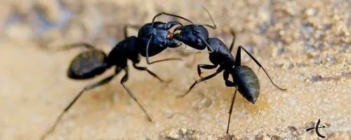 大蚂蚁咬人有没有毒