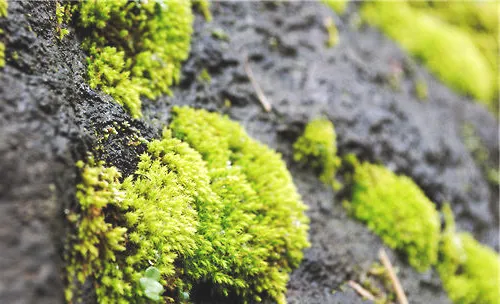 苔藓的常见品种介绍