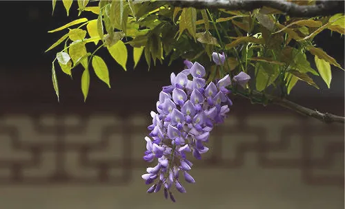 盆栽紫藤的注意事项