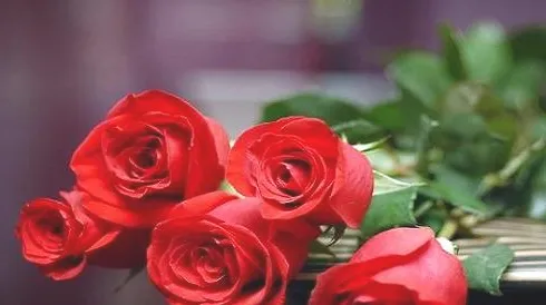 玫瑰花怎么养？玫瑰花保鲜方法