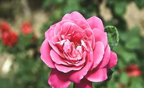 月季花怎么养，养月季花的注意事项