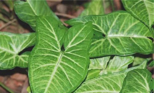 合果芋常见的品种介绍
