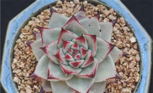 多肉天狼星的栽培要点