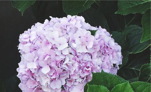八仙花翻盆换土的方法介绍