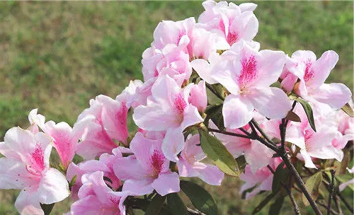 杜鹃花的花期介绍