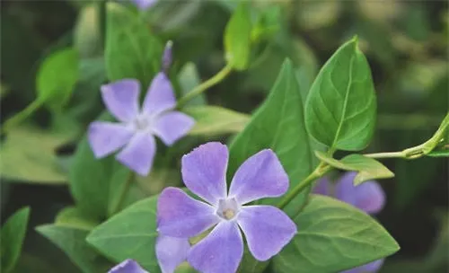 蔓长春花的品种简介