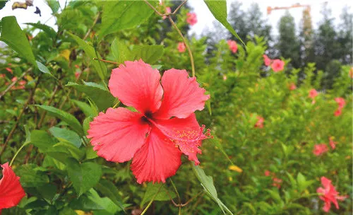 白露时节花卉应做的五个“及时”