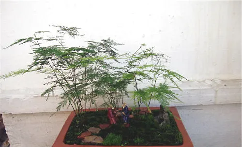 文竹是喜阴还是喜阳的植物