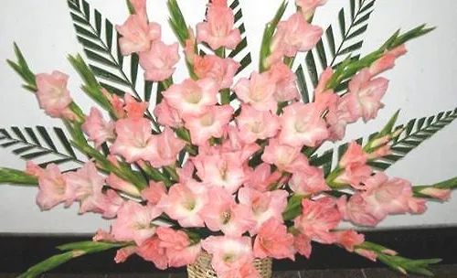 如何使唐菖蒲开花不断