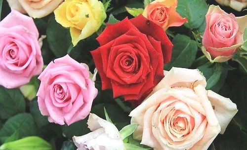 玫瑰花束如何保存能长时间不枯萎