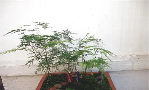使文竹矮化的方法建议