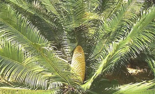 植物界的“活化石”攀枝花苏铁的品种简介
